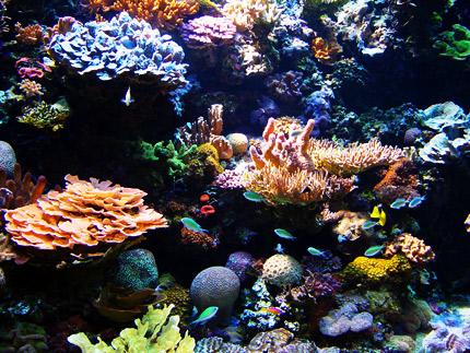 Coral Reefs - Home